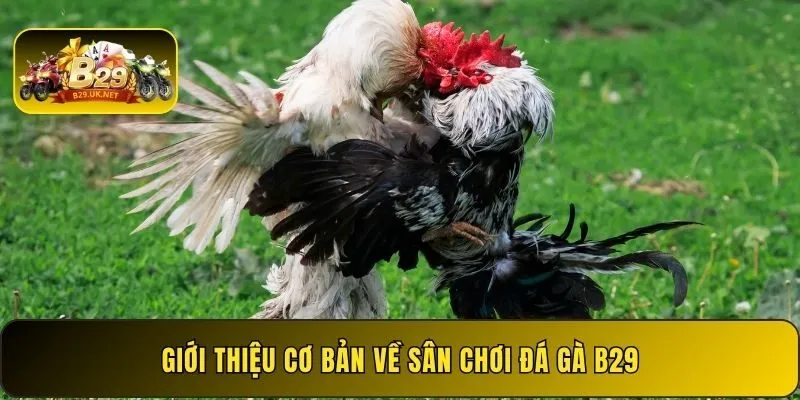 gioi-thieu-co-ban-ve-san-choi-da-ga-b29