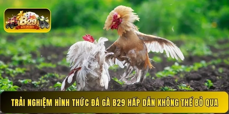 trai-nghiem-hinh-thuc-da-ga-b29-hap-dan-khong-the-bo-qua